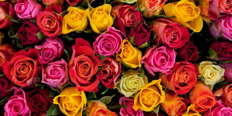 assortment of roses