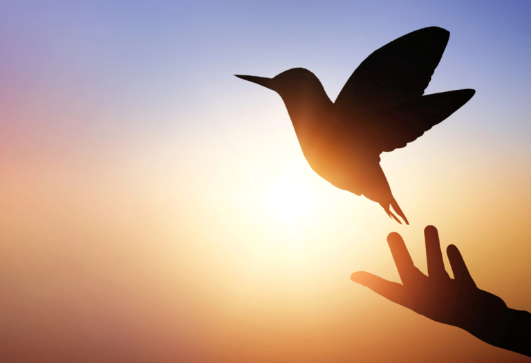 bird releasing